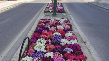 Δέκα χιλιάδες λουλούδια στο παραλιακό μέτωπο της πόλης της Ρόδου