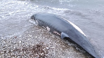 Φαλαινοειδές  (ζιφιός) εκβράστηκε νεκρό στην παραλία της Κρεμαστής