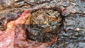 Δεκαπέντε κιλά πλαστικών είχε καταπιεί η ραμφοφάλαινα που ξεβράστηκε νεκρή στη Ρόδο