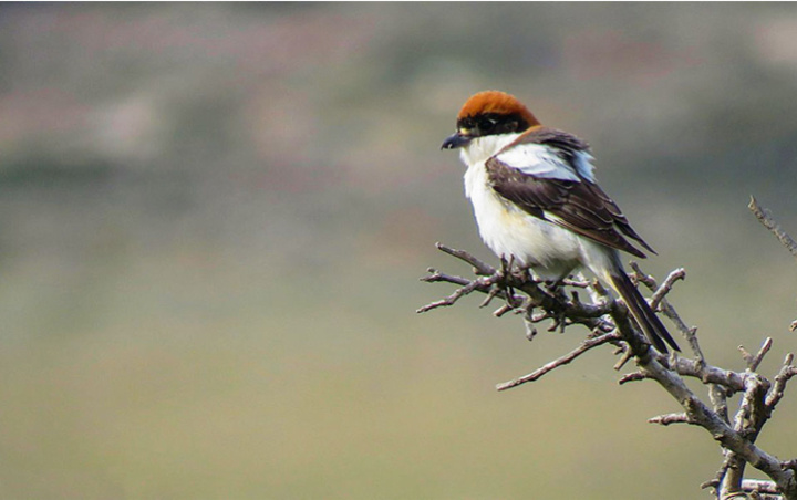 [P. SANTOJA / ΕΛΛΗΝΙΚΗ ΟΡΝΙΘΟΛΟΓΙΚΗ ΕΤΑΙΡΕΙΑ]
