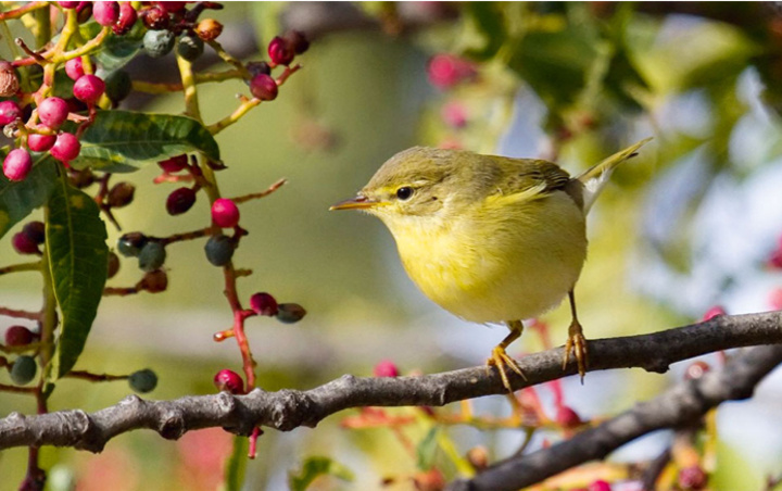 [ΓΙΩΡΓΟΣ ΑΛΕΞΑΝΔΡΗΣ / ΕΛΛΗΝΙΚΗ ΟΡΝΙΘΟΛΟΓΙΚΗ ΕΤΑΙΡΕΙΑ]