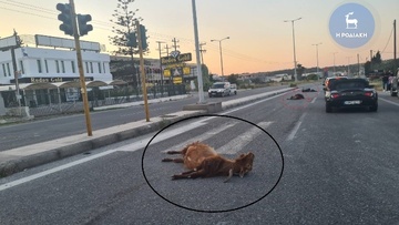 Σφοδρή σύγκρουση ταξί με κοπάδι αιγοπροβάτων στη Ρόδου - Λίνδου