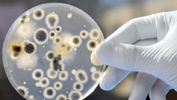 Μύκητας Candida auris 