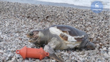 Νεκρή θαλάσσια χελώνα στην Ψαροπούλα