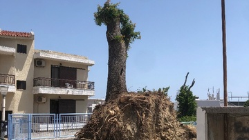 Να επανεξετάσουν οι αρμόδιοι του δήμου Ρόδου την απόφαση για τη διάσωση της «γραμμυθιάς»