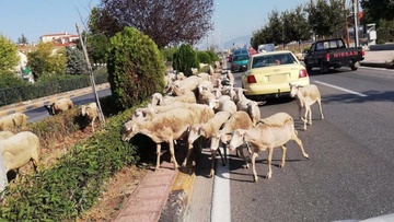 Δεκάδες πρόβατα βγήκαν... βόλτα στη Ρόδου-Λίνδου