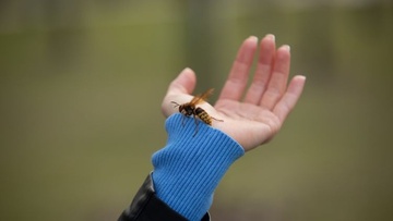 Τσίμπημα μέλισσας: Πότε να ανησυχήσουμε για αλλεργική αντίδραση;