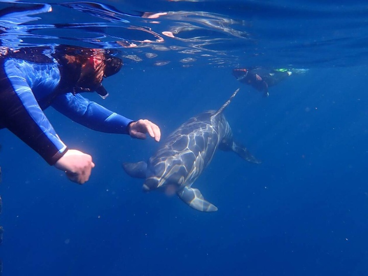 Στον βυθό κολύμπι παρέα με δελφίνια, πραγματικά μοναδική εμπειρία Ζηνοβία Εργά