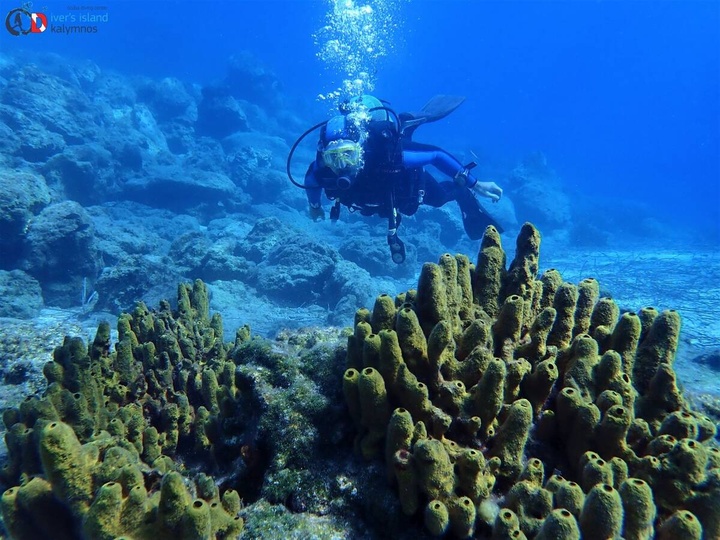 Κοράλλια υπέροχα συναντά ο δύτης Ζηνοβία Εργά