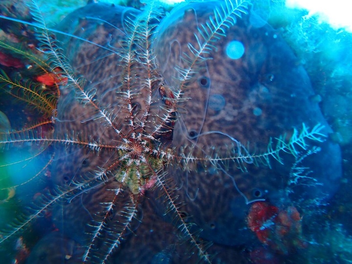 Η ομορφιά και η φύση κάτω από την επιφάνεια  της θάλασσας Ζηνοβία Εργά