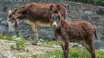 Έκλεψαν και έσφαξαν πρόβατα,  κατσίκια και δύο γαϊδούρια