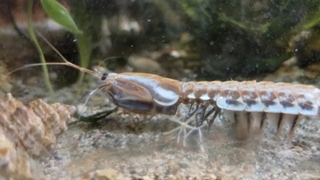 Σπάνιο είδος θαλάσσιας κατσαρίδας εντοπίστηκε στο Φαληράκι