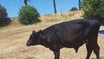 Ρόδος: Ένας... ταύρος και δυο αγελάδες περιφέρονται στην οδό Διαγοριδών