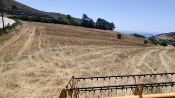 Σε απόγνωση οι αγρότες της Ρόδου από τις τεράστιες καταστροφές που προκαλούν τα ελάφια