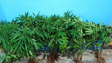 Συνελήφθη ημεδαπός για καλλιέργεια ναρκωτικών και οπλοκατοχή