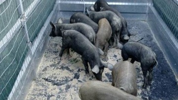 Μεγάλες ζημιές προκαλούν  ανεπιτήρητα γουρούνια στην Πυλώνα