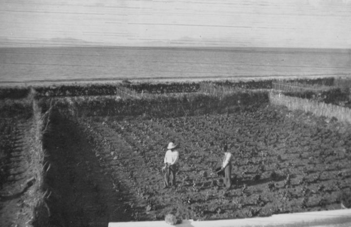 Μαντάλλια με πρώιμα στους Άμμους, στο Παραδείσι, δεκαετία 1950