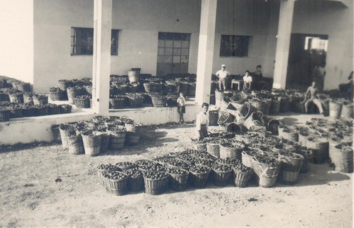 Κοφίνια και καφάσια με ντομάτες για τοματοπολτό, στην αυλή του Εργοστασίου Παραδεισίου, 1950