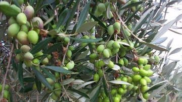 Αύριο θα ξεκινήσουν οι ψεκασμοί στους ελαιώνες για τον δάκο