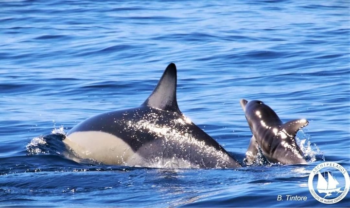 Ενήλικο δελφίνι μαζί με το μικρό του, στις ελληνικές θάλασσες