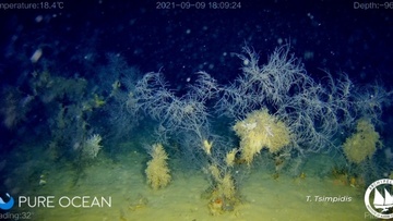 «Το κρυμμένο μυστικό» στα βαθιά νερά του Αιγαίου: Τα κοραλλιογενή οικοσυστήματα 7.000 ετών κινδυνεύουν