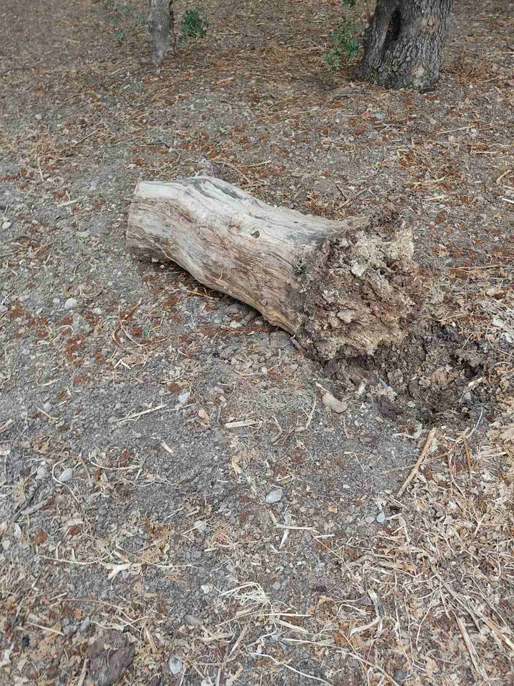 Σπασμένα κλαδιά τα οποία έχουν ξεραθεί και πεταμένα κούτσουρα στο Πάρκο. Θα μπορούσαν άμεσα να απομακρυνθούν