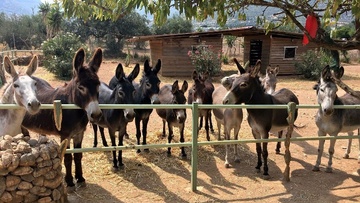 Σεβασμός στον γάδαρο