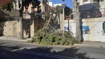 Ρόδος:  Κατέρρευσε τμήμα δέντρου στην οδό Λίνδου  