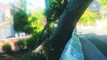 Μήπως απαιτείται άμεση επέμβαση για το δέντρο;
