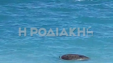 Βίντεο: Χελώνα καρέτα - καρέτα εντοπίστηκε ακίνητη σε θαλάσσια περιοχή της Ρόδου πριν από λίγο
