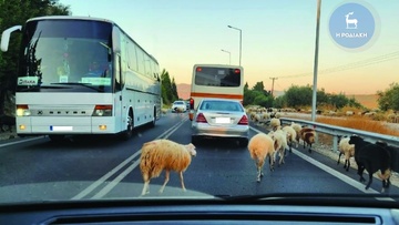 Από αιγοπρόβατα στους δρόμους... καλά πάμε!