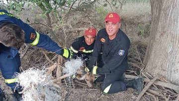 Εγκλωβισμένο ελαφάκι σε δίχτυα διέσωσαν οι πυροσβέστες στη Ρόδο