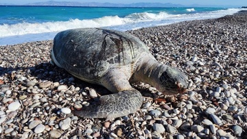 Σπάνιο είναι το είδος της χελώνας  που εντοπίστηκε νεκρή σε παραλία της Ρόδου