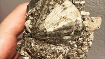 Ένα είδος ζωντανού οργανισμού ανακάλυψε ο φοιτητής Αντώνης Αβρίθης