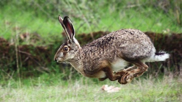 Σύλληψη στην Κω για παράνομη θήρα λαγού