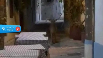 Βόλτες  στα... σοκάκια των Κοσκινού έκανε χθες το βράδυ ένα υπέροχο αρσενικό ελάφι