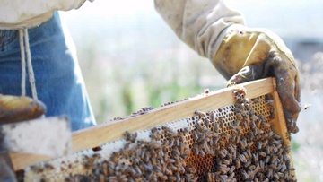 Τριήμερο σεμινάριο μελισσοκομίας στη Ρόδο
