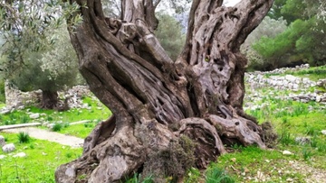 Μέχρι τέλος του χρόνου τα αποτελέσματα της καταγραφής των υπεραιωνόβιων ελιών