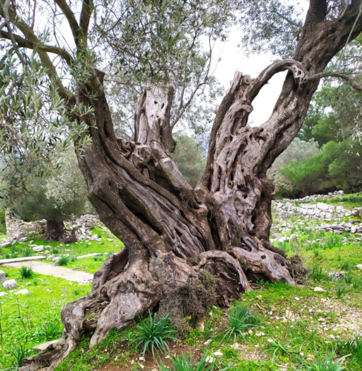 Υπεραιωνόβια ελιά στα Σιάννα