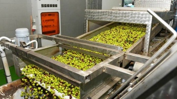 Ανοίγουν από σήμερα τα ελαιοτριβεία