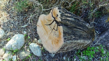 Πήγε στο χωράφι του στις Καλυθιές και βρήκε κομμένες τις ελιές από τη ρίζα