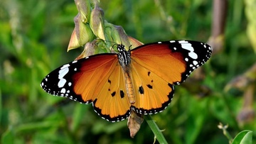Έρευνα για την ημερόβια πεταλούδα Danaus chrysippus από τον Ροδίτη Χρίστο Γαλανό