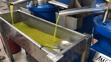 Πλούσια σε ποσότητα και άριστη σε ποιότητα  η παραγωγή ελαιολάδου στη Ρόδο