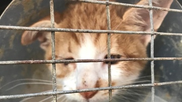Ανακοίνωση του δήμου Ρόδου για την εγκατάλειψη νεογέννητων γατών