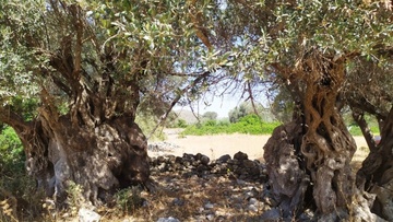 Τα υπεραιωνόβια ελαιόδεντρα της Ρόδου