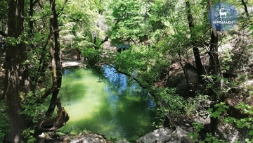 Κοπή πεύκων στην Κοιλάδα των Πεταλούδων
