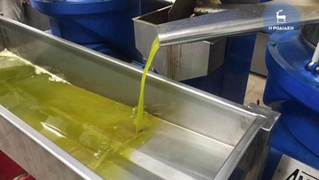 Ικανοποιητικά εξελίσσεται η ελαιοκομική περίοδος στη Ρόδο