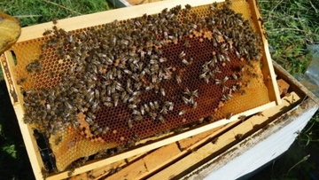 Συγκροτήθηκαν κλιμάκια ελέγχου για τη μελισσοκομία στα νησιά