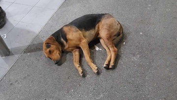 Προσπάθησαν να κόψουν τα αυτιά αδέσποτου σκύλου στη Ρόδο 