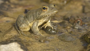 23.000 ευρώ για τον ενδημικό βάτραχο της Καρπάθου 